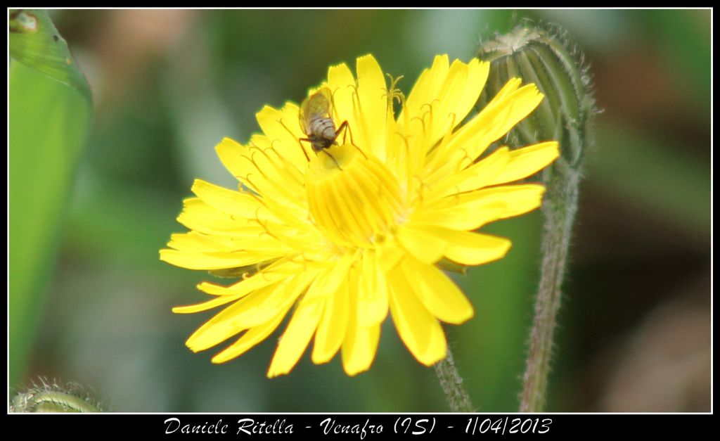 Identificazione 